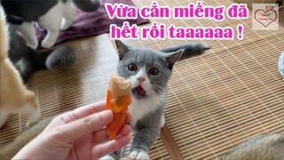 Có mỗi cái chúc chích mà cả nhà cùng ăn ^ ^!