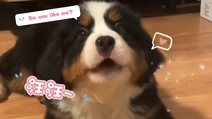 In just two minutes, you’ll fall head over heels for Little Bo’s cuteness!