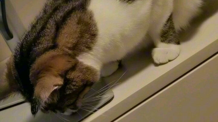 Sorry for the rudeness—my cats always take their medicine like this.