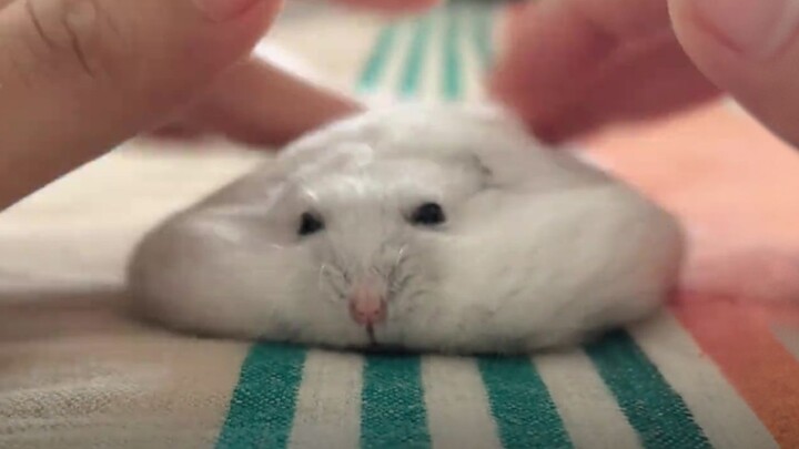 Mengapa hamster bisa sampai terhimpit begitu pipih?