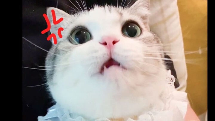 【日常】试图把猫的尾巴抢走，猫咪竟然生气了