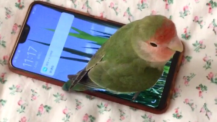 นกตัวน้อยที่ไม่ให้เจ้านายเล่นมือถือ