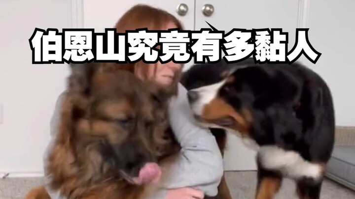 A video tells you how clingy Bernese Mountain Dogs are