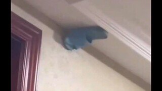 问：把鞋弄到墙上需要多大的力？