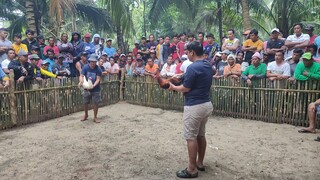 Happy Fiesta Brgy. Tumalaytay(#Blue Face Hatch)