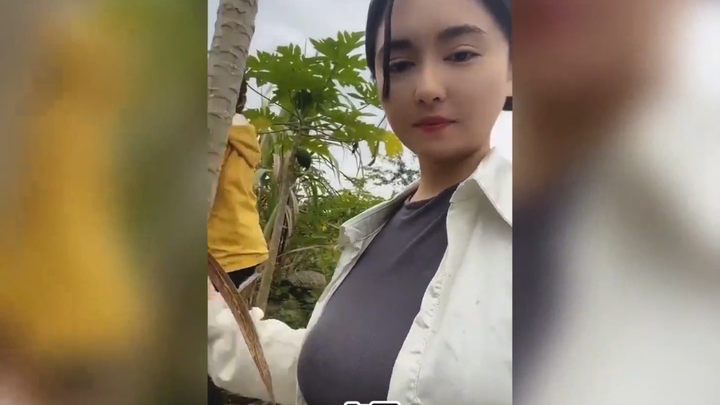 Buah pepaya sudah kudapati sejak kecil hingga dewasa