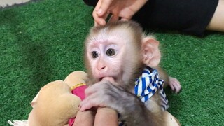 Amuse and familiar monkey Mino with toys