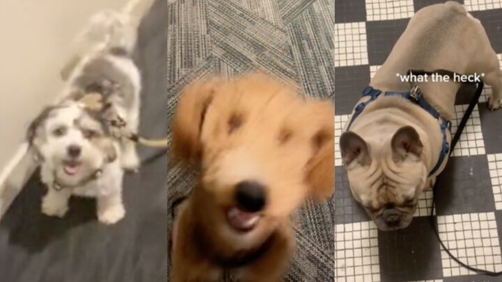 当你放开了狗狗的牵引绳…..