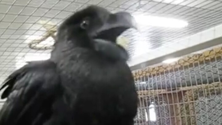 This raven says hi, expressing the feeling of a vibrant girl
