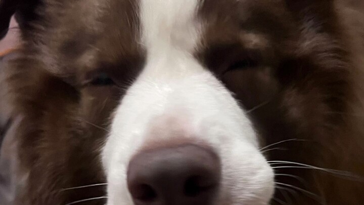 Cuộc đấu trí đầy kịch tính giữa chú cún và bố