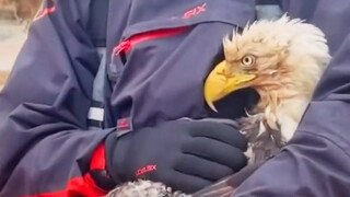 Netizen asing menyelamatkan seekor elang yang basah kuyup setelah hujan lebat, dan setelah membantun