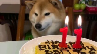 cheems celebrates his 11th birthday