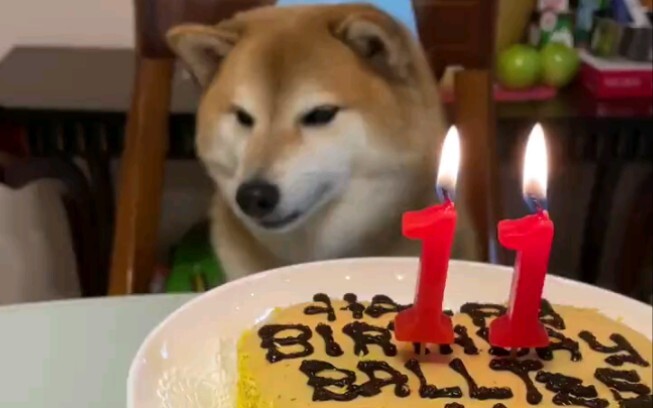 cheems过11岁生日