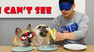 French Bulldogs ทำการทดสอบรสชาติที่ปิดตากับมนุษย์ ** ปฏิกิริยาตลก