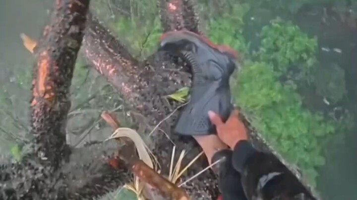 “เมื่อผู้เก็บน้ำผึ้งขั้นสุดเผชิญพายุฝน...”