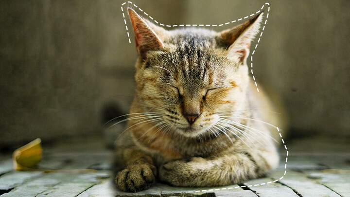 ลักษณะนิสัยและความพิเศษของแมวสายพันธุ์จีน