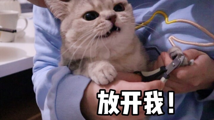 Cắt móng tay cho bạn còn bị mắng! Chú mèo chuyên “mắng” người nhất!