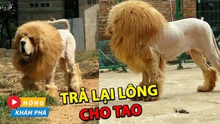 Cạo lông Ngao Tây Tạng để trông giống Sư Tử và cái kết khiến chủ nhân phải kinh hãi| Hóng Khám Phá