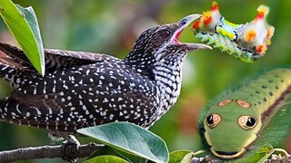 Chim Tu Hú Có Ích và Lý Do Tại Sao Đẻ Nhờ Tổ Khác - 7 Ân