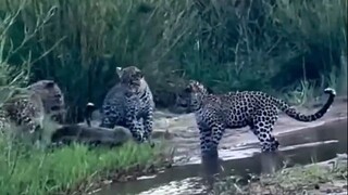 一只蜜獾单挑三只豹子，最后还大摇大摆地踱步离开，留下对手怀疑豹生！