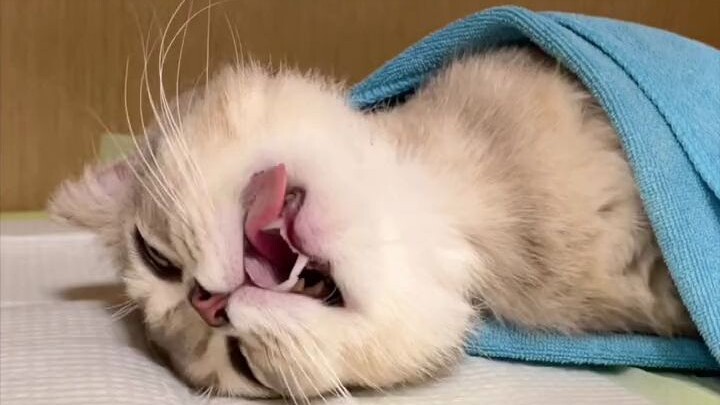 I’ve never seen a kitten make a request like this to me before.