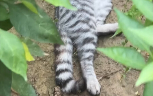 The first thing I do after work is look for my cat.