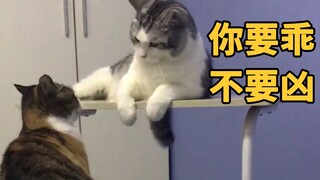猫咪对妹妹：你再凶，我就轻轻地凶回去！
