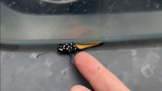 After the car accident, a butterfly grabbed my hand.