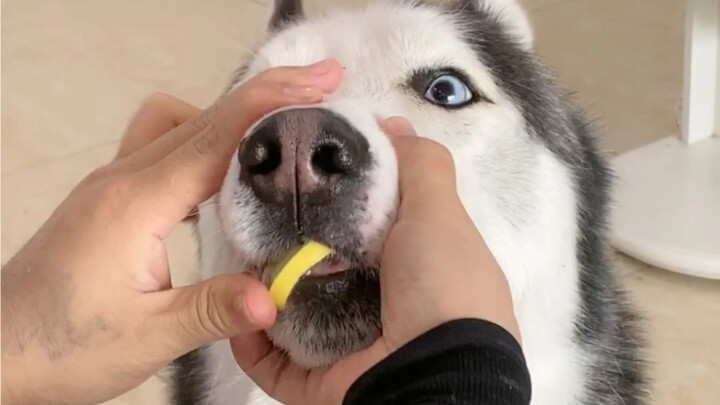 Trick Erha into eating lemons