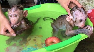 Mom shower for Mino and Coconut monkey