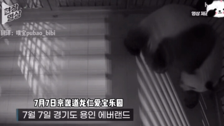 KBS News: South Korea’s first set of twins born; video of Everland’s second offspring released.