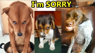 Guilty DOG Face Reaction - Guilty Dogs Video Compilation 2020