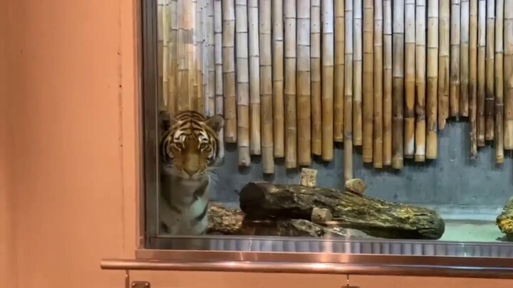 “Harimau Siberia itu menakutkan!” Induk dan anak macan tutul salju ketakutan oleh harimau Siberia. H