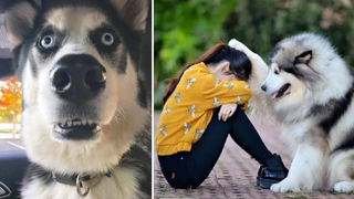 Husky Dog พูดและเข้าใจทุกอย่างได้หรือไม่ การรวบรวมวิดีโอลูกสุนัขฮัสกี้น่ารักและน่ารัก