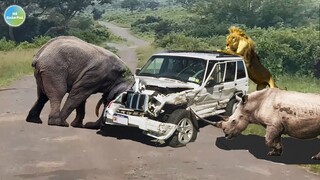 10 Loài Động Vật Khỏe Uy Lực Nhất Trong Thế Giới  Động Vật Không Ai Ngờ Tới