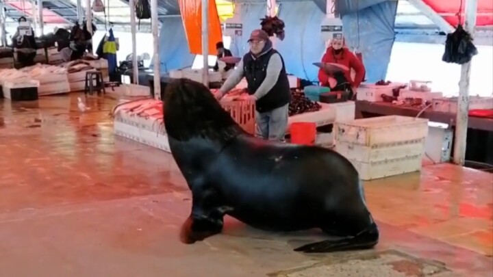 A South China sea lion has wandered into the market—please, I’m being good, just give me a fish!