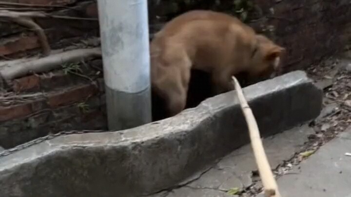 From then on, Da Huang bit all the sticks but couldn't get this taste [smile]