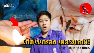 [คลิปเต็ม] จับลูกปลาในกรอง อย่างเยอะ!!  Baby Fish   in  the Filter. l  คุณพ่อคราฟ