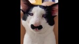 [Mèo cưng] Những con mèo mang vẻ đẹp "lạ"