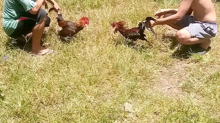 full brothers 7 mnths melsims hennie line