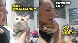 GEMES BANGET..! Sampe Meluk Maminya, Reaksi Kucing Ketakutan Mendengar Kembang Api Malam Tahun Baru