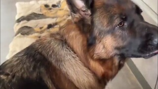 德牧求摸摸！主人的手一停就骂骂咧咧的提醒。好霸道的撒娇方式哈哈哈！