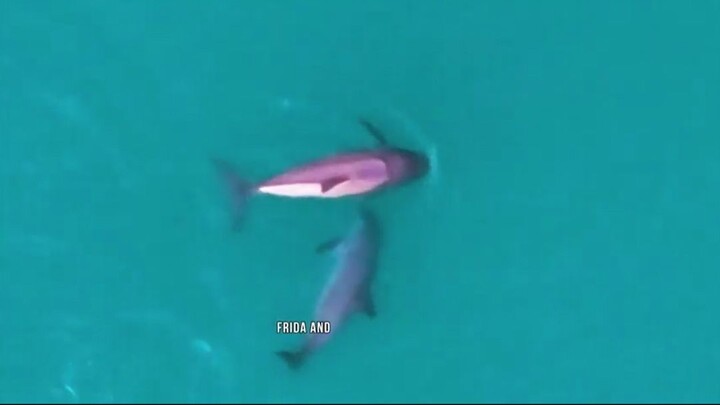Only 7–10 Left: Ban ALL Fishing to Save It… or Protect San Felipe Fishermen?