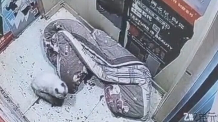 แมว: ผ้าห่มไม่เอาแล้วเหรอ?