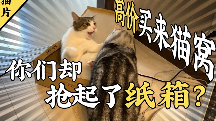 What should I do if my cats at home fight in Sichuan dialect every day?