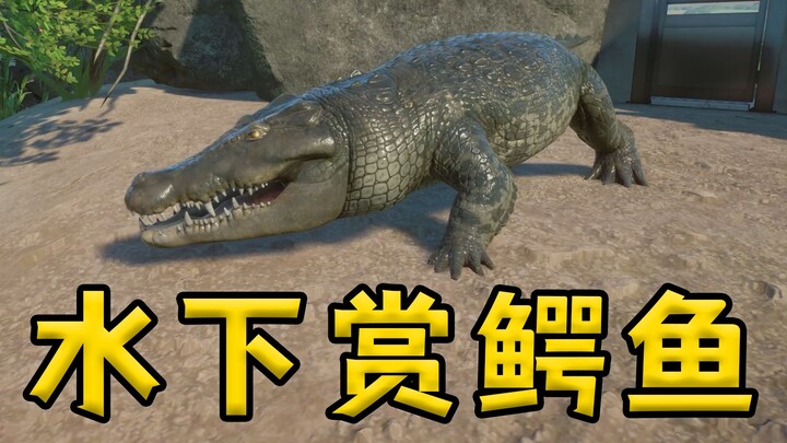 حفرت نهراً كبيراً، ودعوت الزوار للغوص في الماء لمشاهدة التماسيح [نجوم حديقة الحيوان #3]