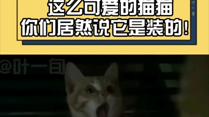 You guys think this adorable kitten is just putting on an act?!