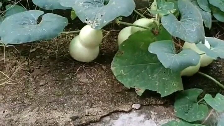 A woman hadn’t returned to her hometown for several months; when she opened the door, she found the 