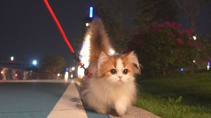 Berjalan-jalan dengan kucing tanpa jiojio, dia sangat senang