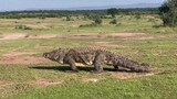 Tin tức lớn! Cá sấu đã tuyệt chủng được tái phát hiện